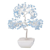 Square pot silver-threaded money tree